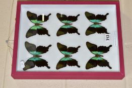 ENTOMOLOGY: A CASED DISPLAY OF SWALLOWTAIL BUTTERFLIES, a pink wall hanging display case with