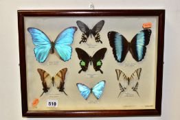 ENTOMOLOGY INTEREST: A CASED DISPLAY OF TROPICAL BUTTERFLIES, a wooden display case containing seven