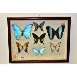 ENTOMOLOGY INTEREST: A CASED DISPLAY OF TROPICAL BUTTERFLIES, a wooden display case containing seven