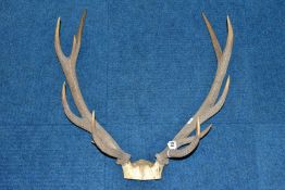A PAIR OF RED DEER ANTLERS, unmounted, with top of skull, eleven points, total length 61cm, width at