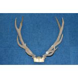 A PAIR OF RED DEER ANTLERS, unmounted, with top of skull, eleven points, total length 61cm, width at