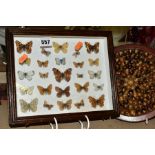 ENTOMOLOGY INTEREST: A CASED DISPLAY OF BRITISH BUTTERFLIES, a wooden glazed display case containing