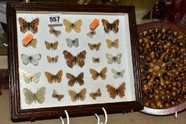 ENTOMOLOGY INTEREST: A CASED DISPLAY OF BRITISH BUTTERFLIES, a wooden glazed display case containing