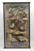 TAXIDERMY: A LATE VICTORIAN / EDWARDIAN GLAZED CASE CONTAINING A DISPLAY OF NINE BRITISH COASTAL