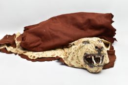 TAXIDERMY: AN EARLY 20TH CENTURY LEOPARD SKIN RUG WITH MOUNTED HEAD ATTACHED, with glass eyes and