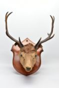 TAXIDERMY: A EUROPEAN RED DEER STAG'S HEAD MOUNTED ON A WALNUT SHIELD, thirteen points (7 and 6),