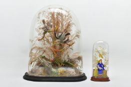 TAXIDERMY: A LATE VICTORIAN GLASS DOME ON AN OVAL EBONISED BASE CONTAINING A DISPLAY OF FOUR SMALL