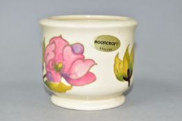 A SMALL MOORCROFT POTTERY MAGNOLIA JARDINIERE, with pink magnolia blooms on a cream ground,