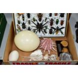 A BOX OF NATURAL HISTORY SPECIMENS, comprising a display case of beetles, moths and a spider,