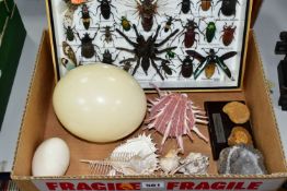 A BOX OF NATURAL HISTORY SPECIMENS, comprising a display case of beetles, moths and a spider,