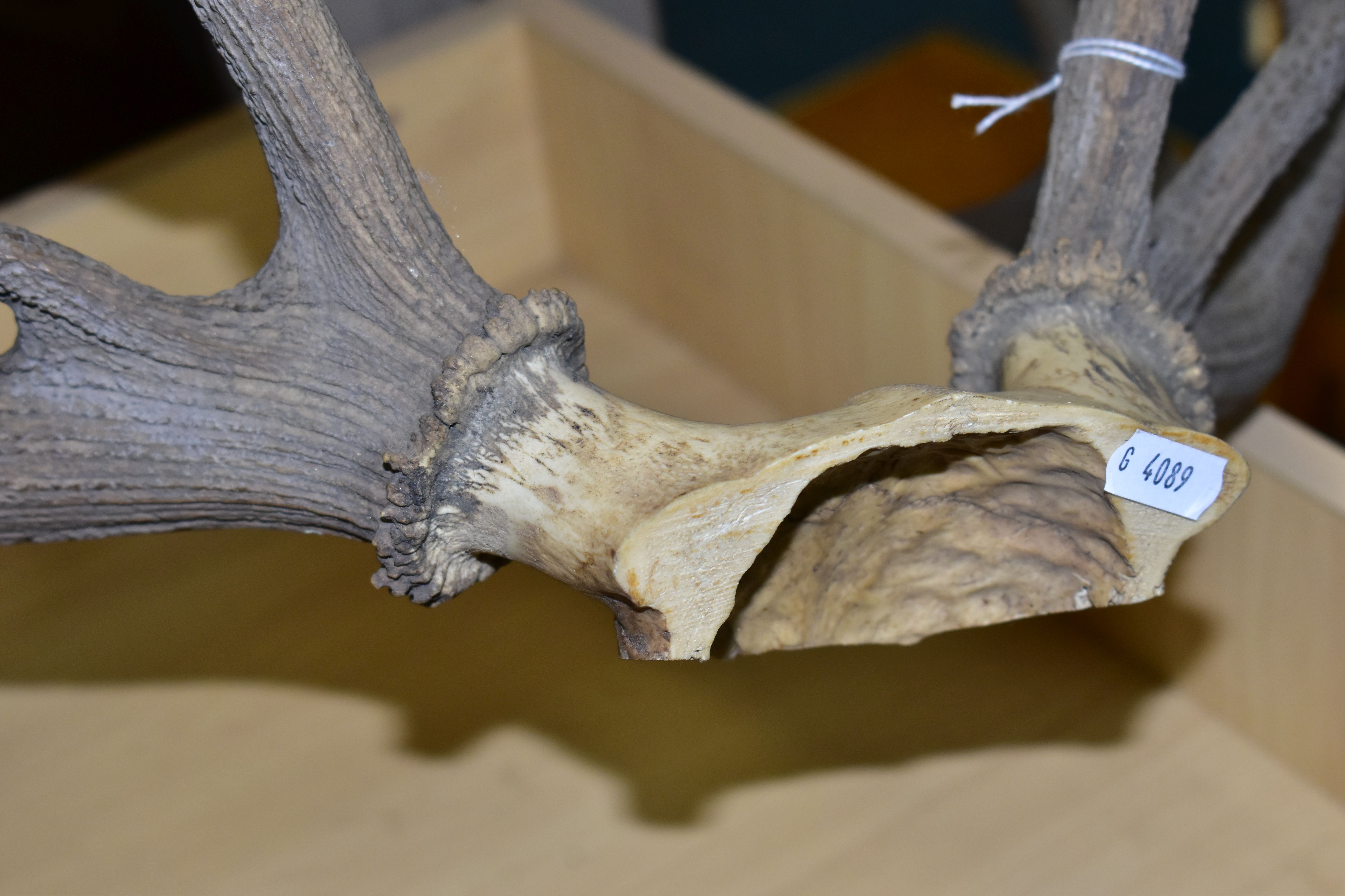 A PAIR OF RED DEER ANTLERS, unmounted, with top of skull, eleven points, total length 61cm, width at - Image 6 of 6