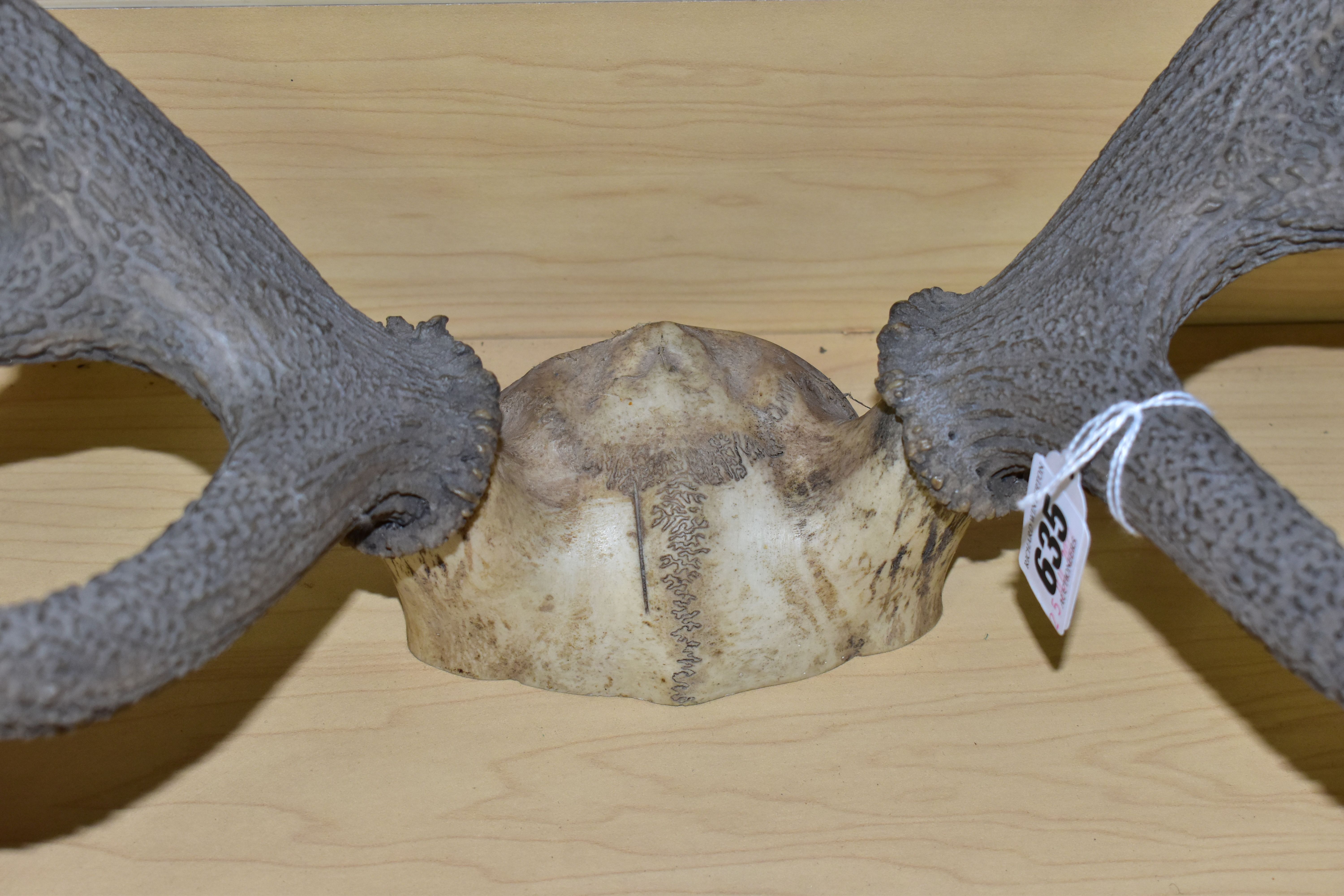 A PAIR OF RED DEER ANTLERS, unmounted, with top of skull, eleven points, total length 61cm, width at - Image 2 of 6