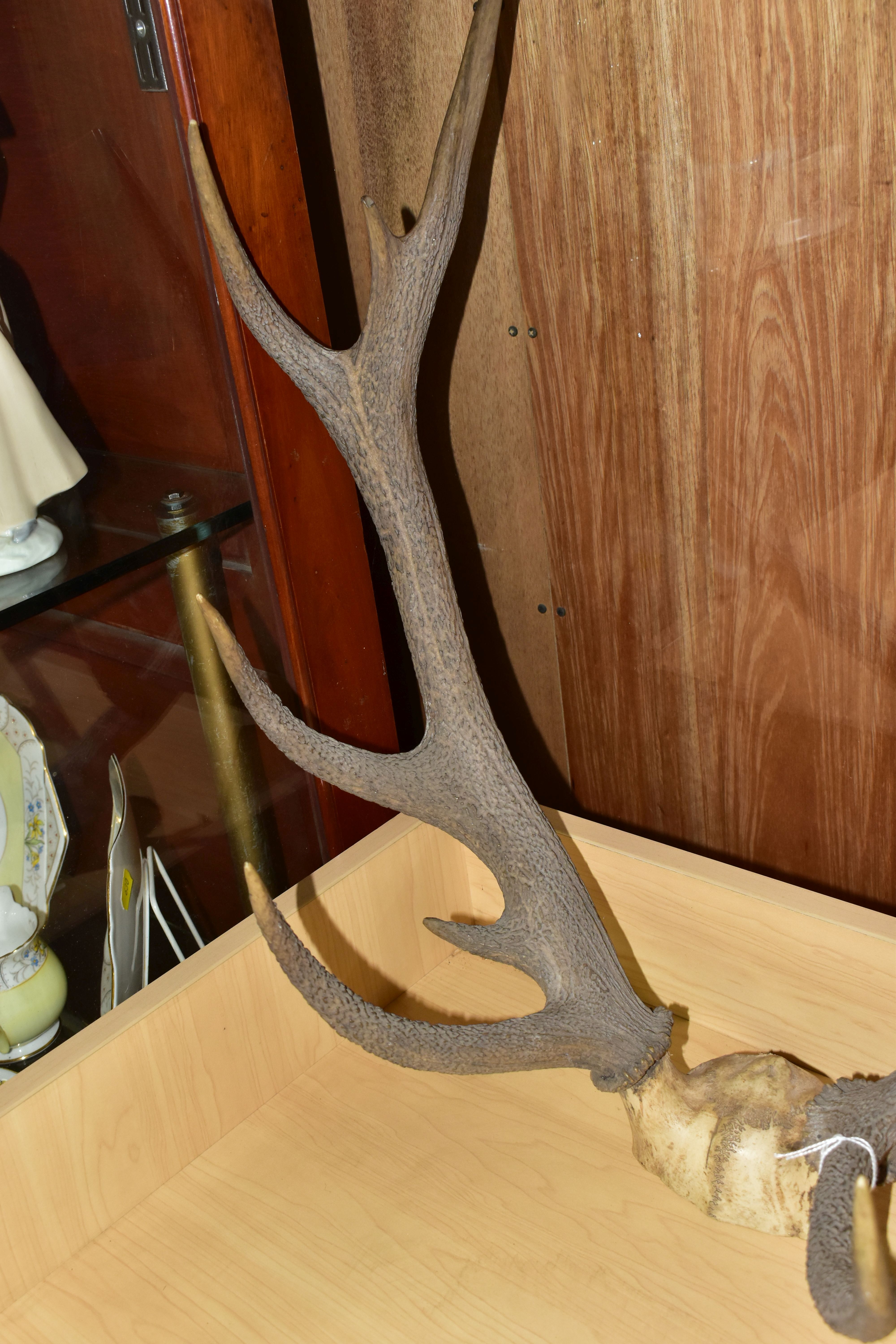 A PAIR OF RED DEER ANTLERS, unmounted, with top of skull, eleven points, total length 61cm, width at - Image 4 of 6