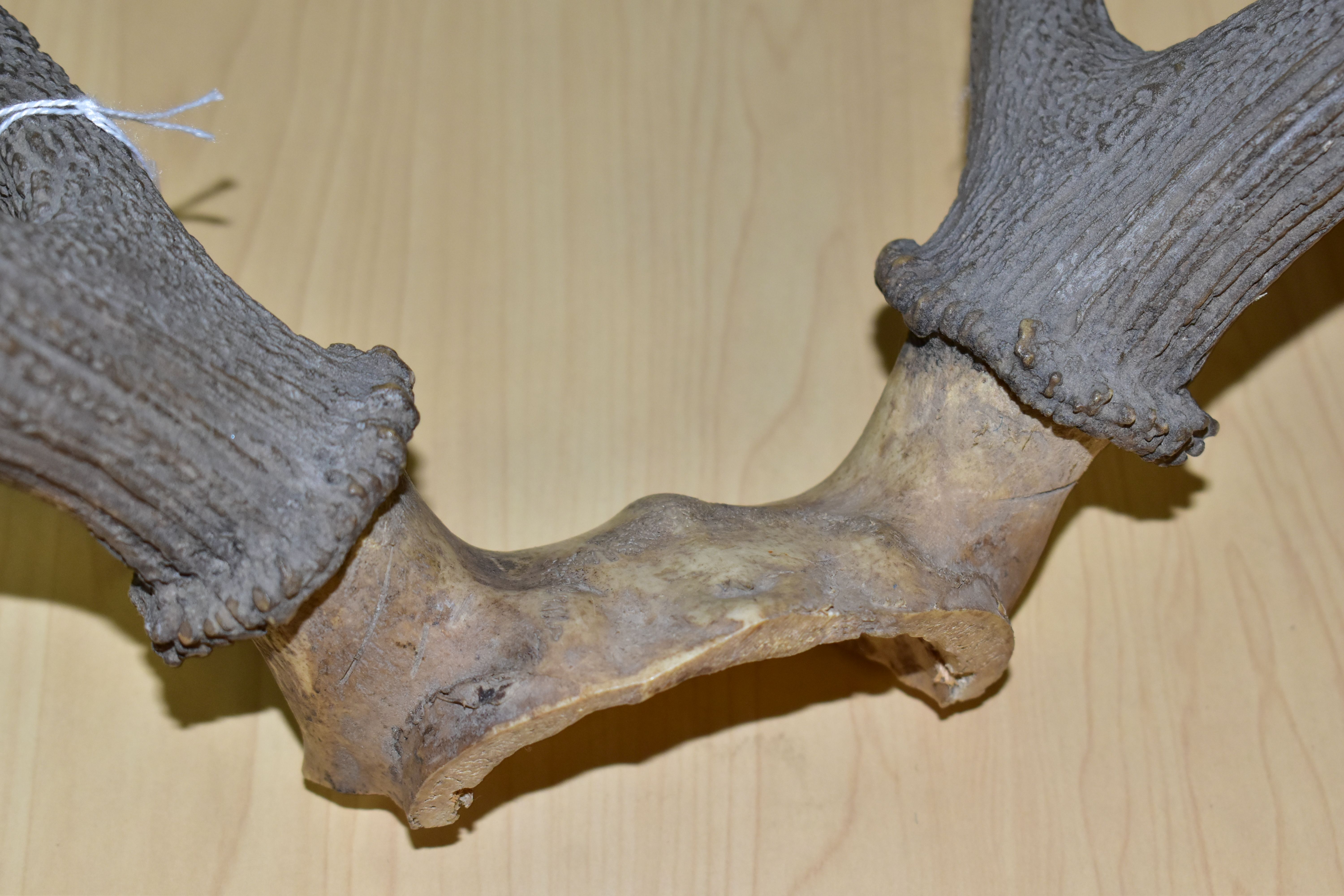 A PAIR OF RED DEER ANTLERS, unmounted, with top of skull, eleven points, total length 61cm, width at - Image 5 of 6