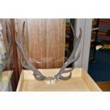 A PAIR OF RED DEER ANTLERS, unmounted, with top of skull, eleven points, total length 61cm, width at