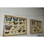 TWO TWENTIETH CENTURY CASES OF EXOTIC BUTTERFLIES AND MOTHS to include thirty three butterflies