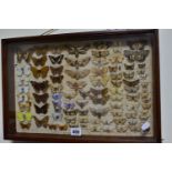 AN EARLY TWENTIETH CENTURY CASE OF BRITISH BUTTERFLIES AND MOTHS, to include approximately seventy