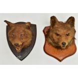 TAXIDERMY: TWO FOXES MASKS MOUNTED ON OAK SHIELDS, the example on the lighter oak shield bears label