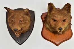 TAXIDERMY: TWO FOXES MASKS MOUNTED ON OAK SHIELDS, the example on the lighter oak shield bears label