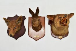 TAXIDERMY: TWO FOXES MASKS AND A HARE MASK, ALL MOUNTED ON WOODEN SHIELDS, the fox with closed mouth