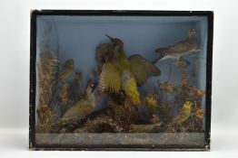 TAXIDERMY: A late Victorian case of seven birds including a pair of green woodpeckers, a dove, two