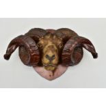 TAXIDERMY: A RAM'S HEAD MOUNTED ON A STAINED PINE SHIELD, possibly Shetland or Icelandic breed,