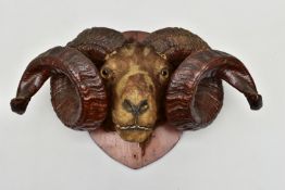 TAXIDERMY: A RAM'S HEAD MOUNTED ON A STAINED PINE SHIELD, possibly Shetland or Icelandic breed,