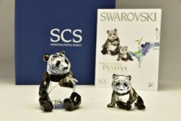 A BOXED SWAROVSKI CRYSTAL SOCIETY ENDANGERED WILDLIFE SERIES GROUP - PANDAS 2008 (900918),