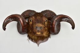 TAXIDERMY: A RAM'S HEAD MOUNTED ON AN OAK SHIELD, possibly Shetland or Icelandic breed, height