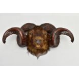 TAXIDERMY: A RAM'S HEAD MOUNTED ON AN OAK SHIELD, possibly Shetland or Icelandic breed, height