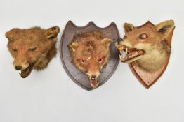 TAXIDERMY: THREE FOXES MASKS, TWO MOUNTED ON WOODEN SHIELDS, the example on the oak shield bears