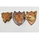 TAXIDERMY: THREE FOXES MASKS, TWO MOUNTED ON WOODEN SHIELDS, the example on the oak shield bears