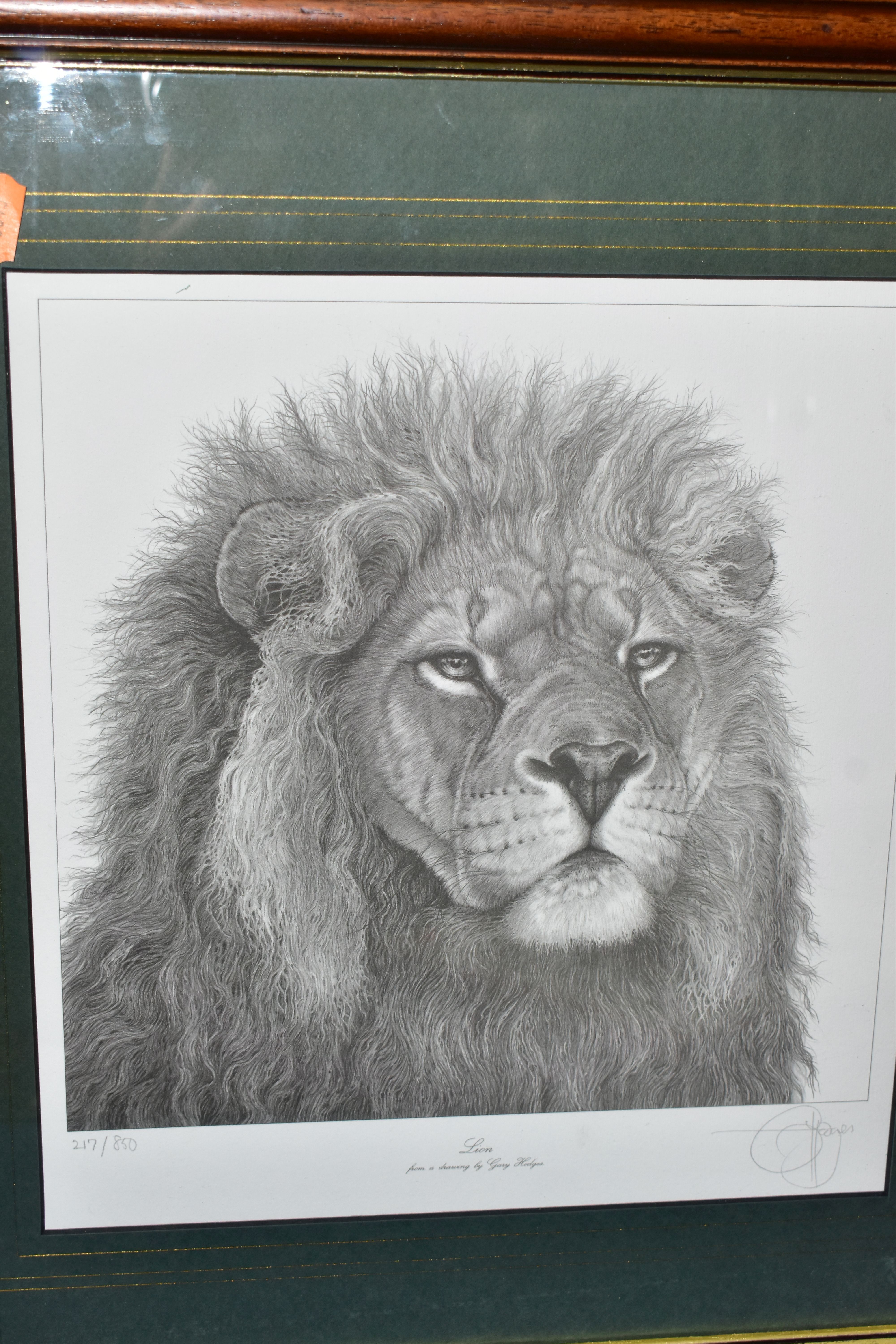 FIVE SIGNED LIMITED EDITION WILDLIFE PRINTS, comprising a set of four Ian Nathan prints, Puma Cub, - Image 5 of 6