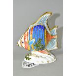 A ROYAL CROWN DERBY 'PACIFIC ANGEL FISH' PAPERWEIGHT, limited edition numbered 2032/2500, having red