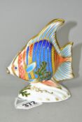 A ROYAL CROWN DERBY 'PACIFIC ANGEL FISH' PAPERWEIGHT, limited edition numbered 2032/2500, having red