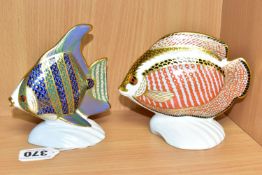 TWO ROYAL CROWN DERBY TROPICAL FISH PAPERWEIGHTS, comprising Angel Fish, height 11cm (small chip