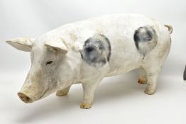 A FIBREGLASS BUTCHERS SHOP STYLE DISPLAY MODEL OF A GLOUCESTER OLD SPOT PIG, approximate length