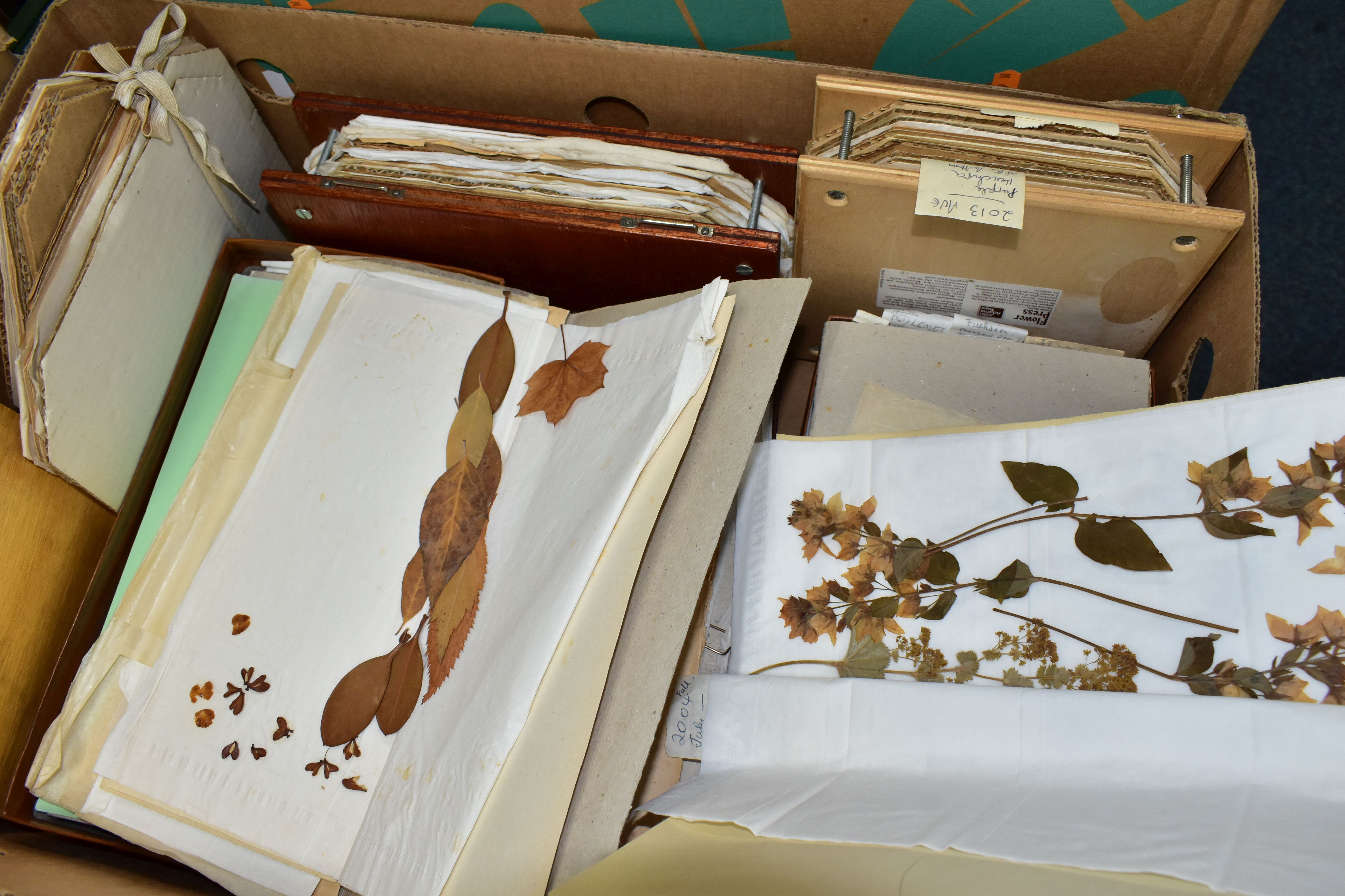 PRESSED FLOWERS & PRINTS, a large collection of pressed flowers in corrugated cardboard and - Image 3 of 7