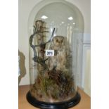 TAXIDERMY, a late Victorian / Edwardian glass dome containing a Little Owl within a naturalistic