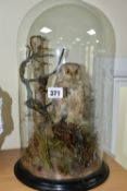 TAXIDERMY, a late Victorian / Edwardian glass dome containing a Little Owl within a naturalistic