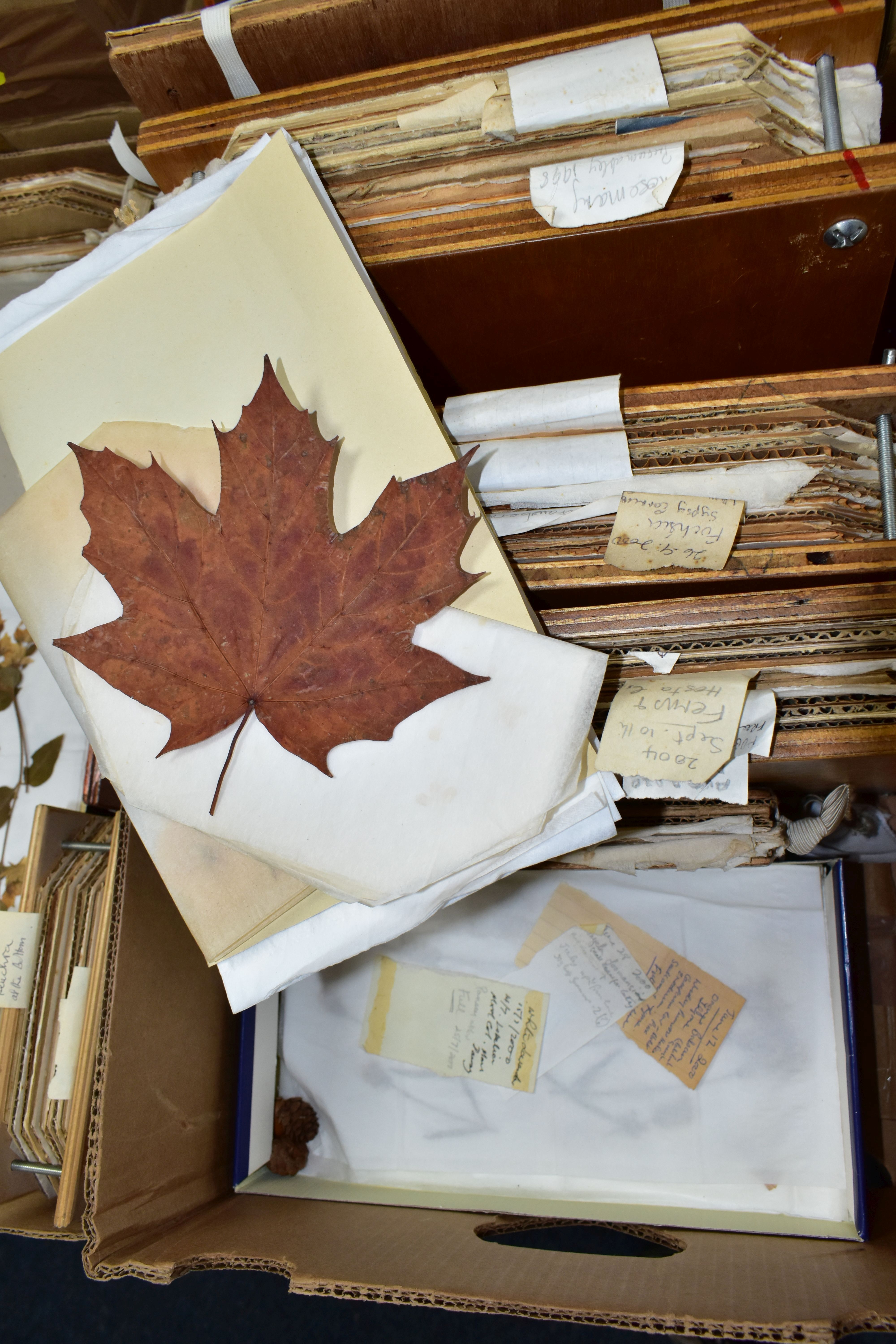 PRESSED FLOWERS & PRINTS, a large collection of pressed flowers in corrugated cardboard and - Image 2 of 7