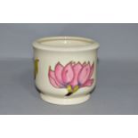 A MOORCROFT POTTERY SMALL PLANTER DECORATED WITH PINK MAGNOLIA ON A CREAM GROUND, gilt label,