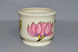 A MOORCROFT POTTERY SMALL PLANTER DECORATED WITH PINK MAGNOLIA ON A CREAM GROUND, gilt label,