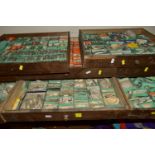 EIGHT DRAWERS AND A BOX CONTAINING A VINTAGE COLLECTION OF SEA SHELLS, a large collection,