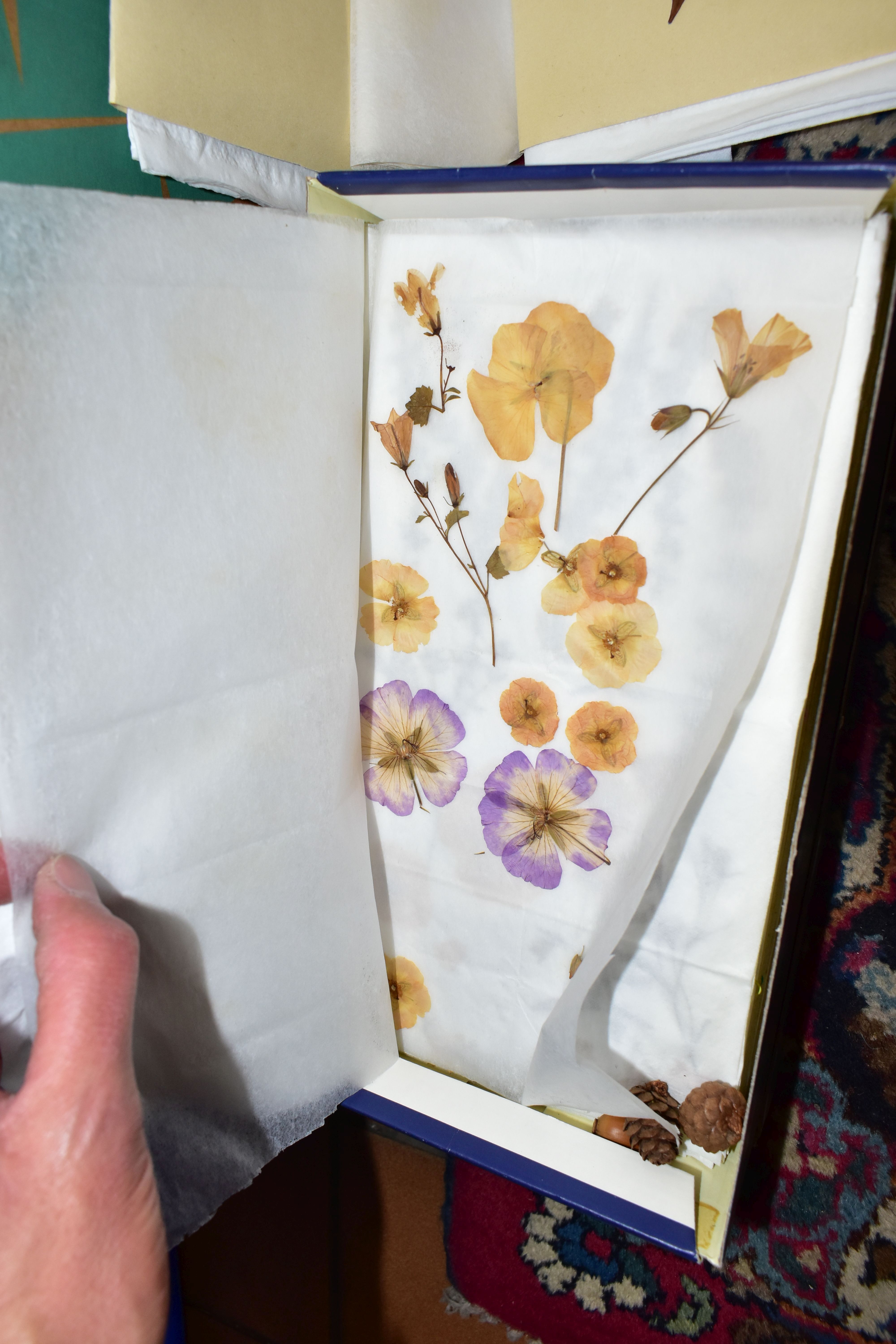 PRESSED FLOWERS & PRINTS, a large collection of pressed flowers in corrugated cardboard and - Image 5 of 5