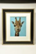 VALERIE SIMMS (BRITISH 1965) 'Giraffe', a portrait of the African mammal, signed bottom right,