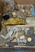 A BOX CONTAINING SEA SHELLS AND ROCK SAMPLES