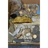 A BOX CONTAINING SEA SHELLS AND ROCK SAMPLES