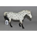A BESWICK APPALOOSA (SPOTTED WALKING PONY), model no 1516, printed backstamp, height 13cm (1) (
