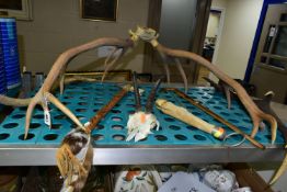 A GROUP OF ANTLERS, HORNS AND RELATED ITEMS, comprising a set of twelve point antlers attached to
